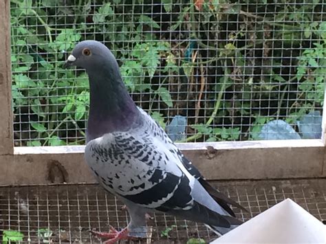 Craigslist pigeons. Things To Know About Craigslist pigeons. 